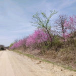 road lined with redbuds