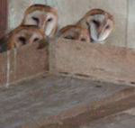 Barn Owls 2010
