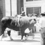 osd Hereford Steer 1948